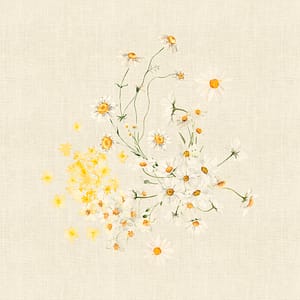 【ナプキン】デイジー　シャンヴル